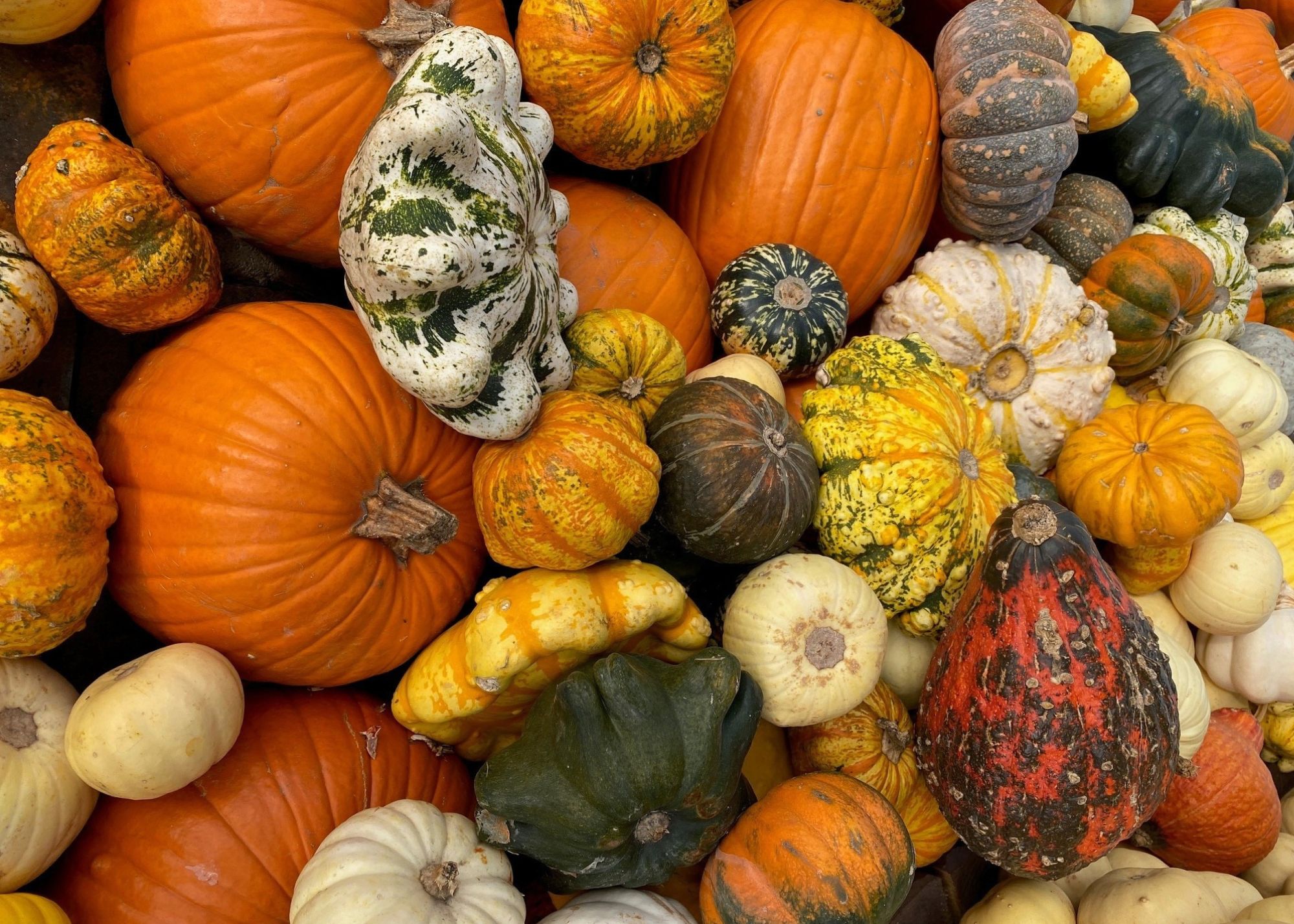 Herbstferien im Landkreis Pfaffenhofen: viele bunte Kürbisse in Orange, Gelb, Weiß und Grün
