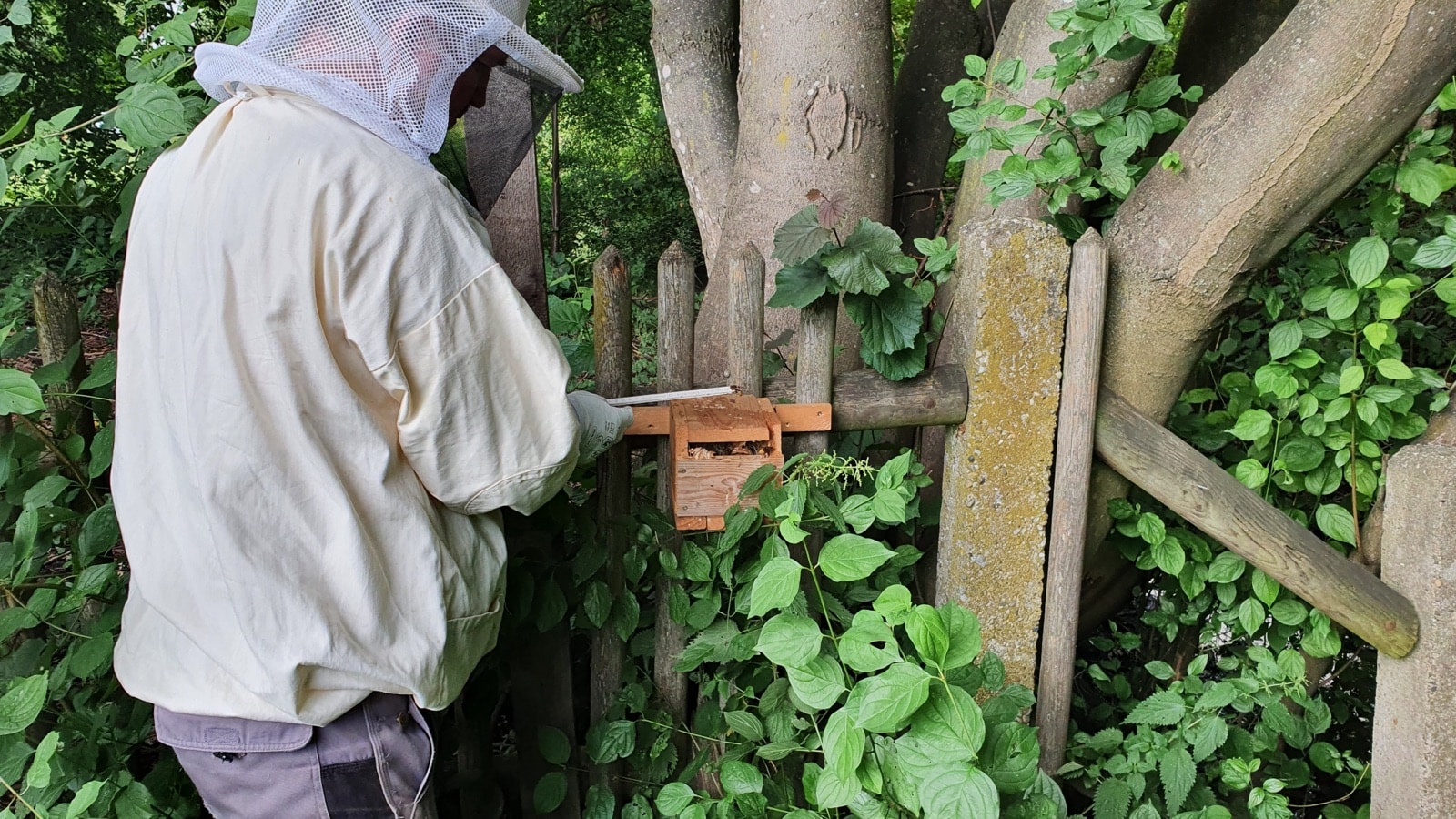Ein Hornissen- und Wespenberater in Schutzanzug mit Imkerschleier arbeitet an einem kleinen Holzkasten an einem Gartenzaun