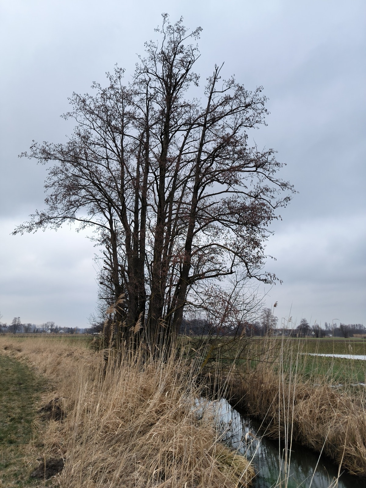 Kahle Bäume und Schilf an einem Graben in der Feldflur